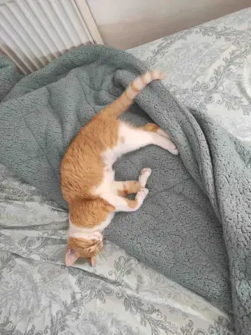 lila1