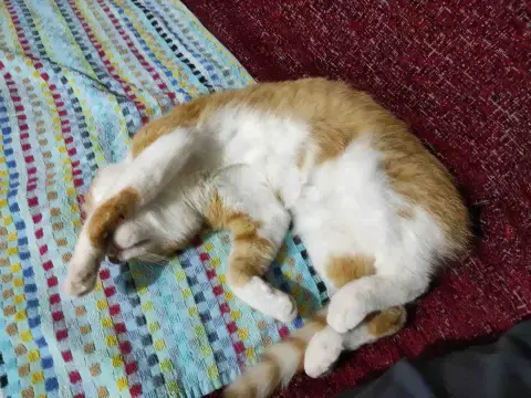 lila1