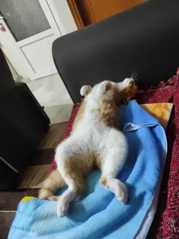 lila1