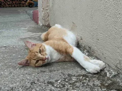 lila1