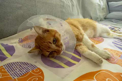 she doesn't like the new hat